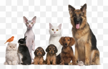 Home - Airpetstays Animals From The Rspca Png,Pets Png