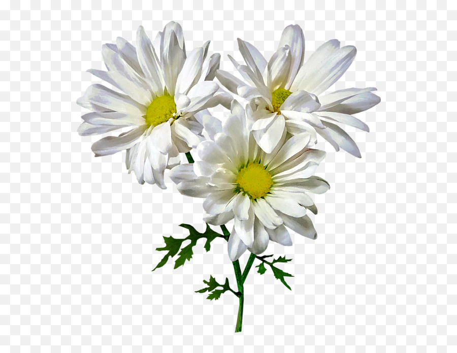 Three White Daisies Sweatshirt - Lovely Png,White Daisy Png