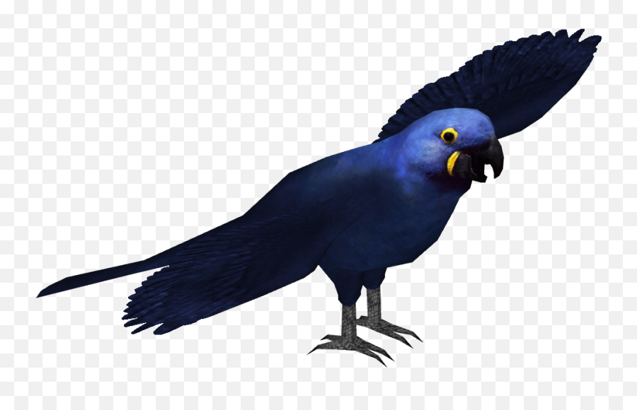 Hyacinth Macaw Png Transparent - Hyacinth Macaw Transparent Background,Macaw Png