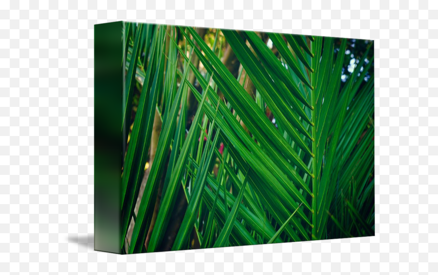 Palm Fronds Intersecting By Laura Drake Enberg - Vertical Png,Palm Fronds Png
