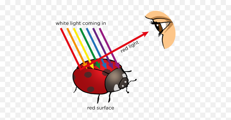 Opaque And Transparent Substances Visible Light Siyavula - Do We See Colour Png,Transparent Ladybug