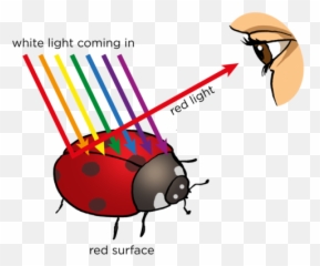 Opaque And Transparent Substances Visible Light Siyavula - Do We See Colour Png,Transparent Ladybug