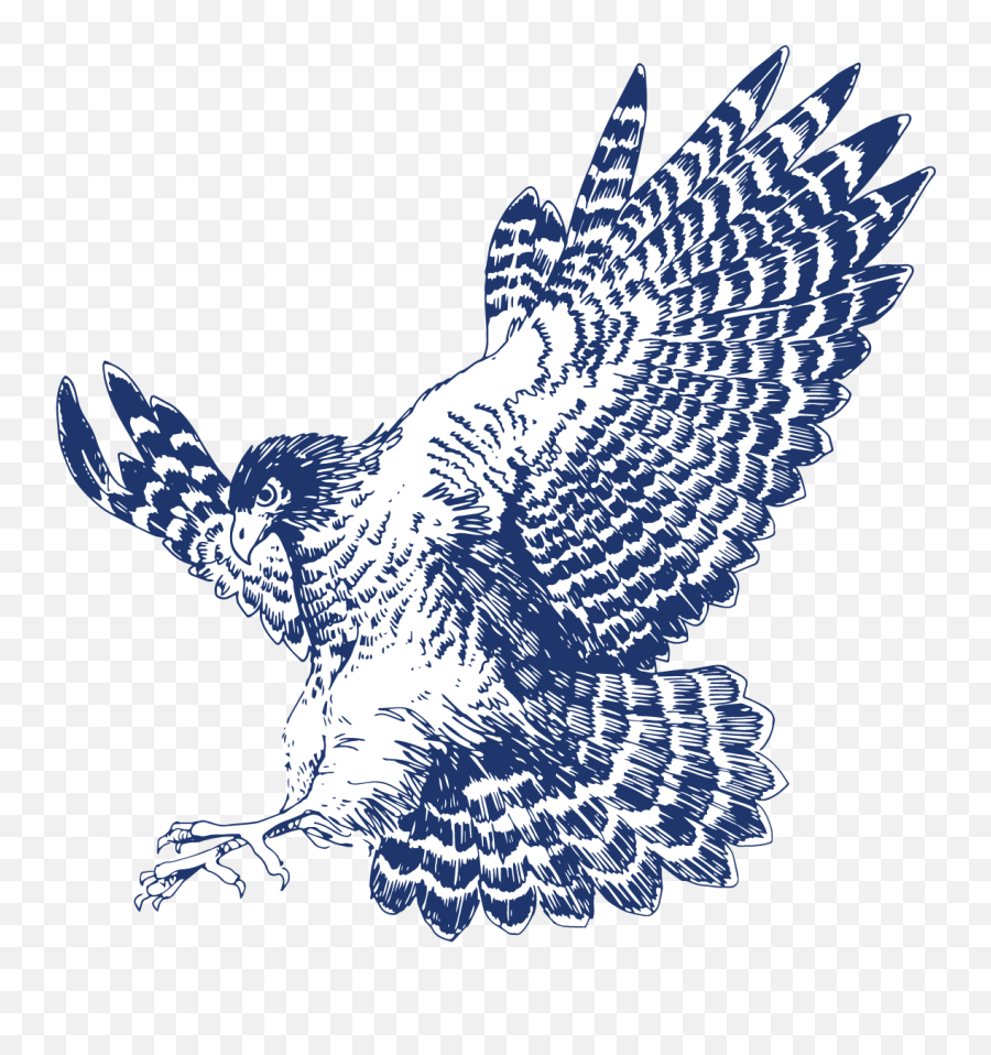 Download Hd If You Have An Idea For The Hawk Eye To Cover - Golden Eagle Png,Hawk Png