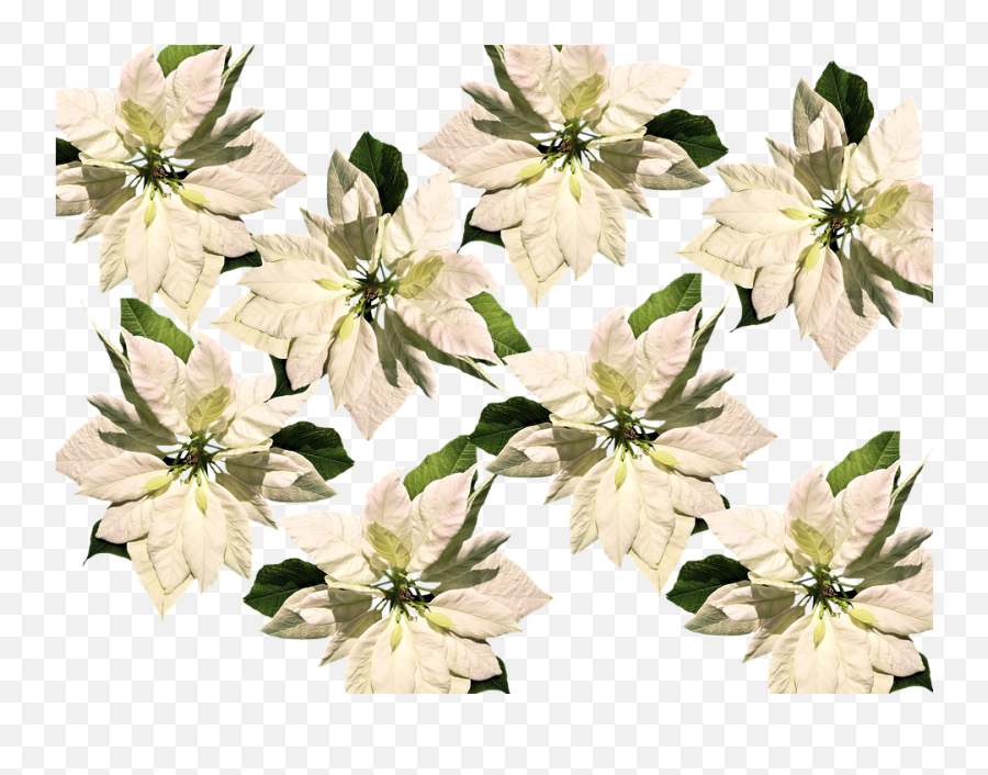 Transparent Background Png - Flower,Poinsettia Transparent Background