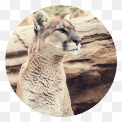 Download Hd Mountain Lion Head Healer - Cougar Png,Mountain Lion Png