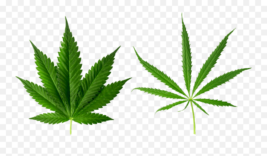 Marijuana Leaf Vector Png - Cannabis Indica,Marijuana Leaf Transparent