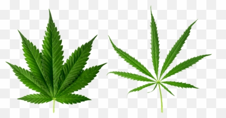 Png Marijuana Leaf Type Ii - Marijuana Png,Marijuana Leaf Transparent ...