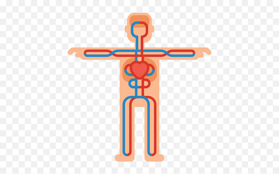 Tudca - Sistema Circulatorio Png,Blood Circulation Icon