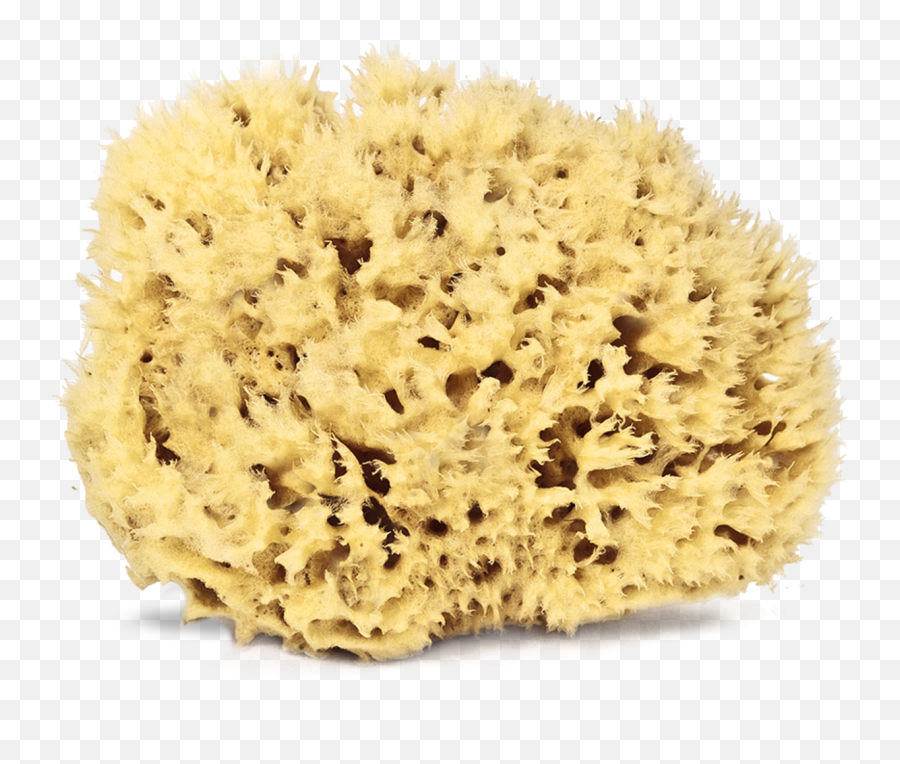 Natural Sea Sponges - Sea Sponge Animal Images Transparent Png,Sponge Png