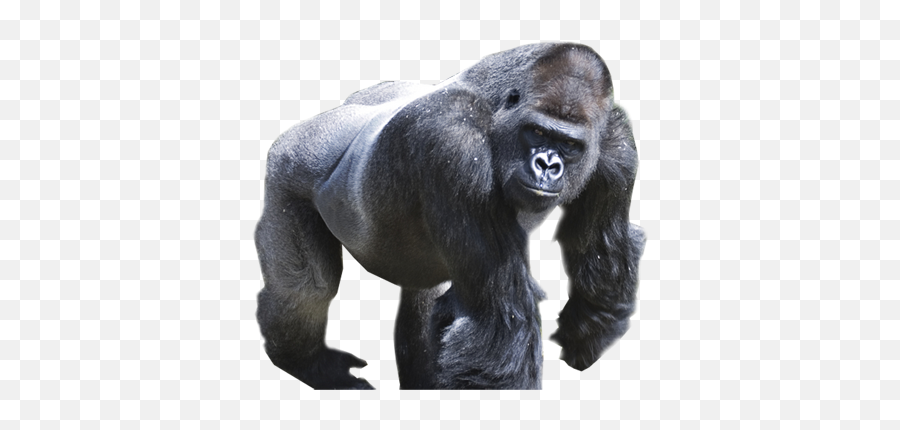 Drawing Gorillas Harambe Transparent - Gorilla Transparent Background Png,Harambe Transparent