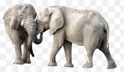 Download Elephant Fight Png Image For Free - Elephants Png,Fighting Png