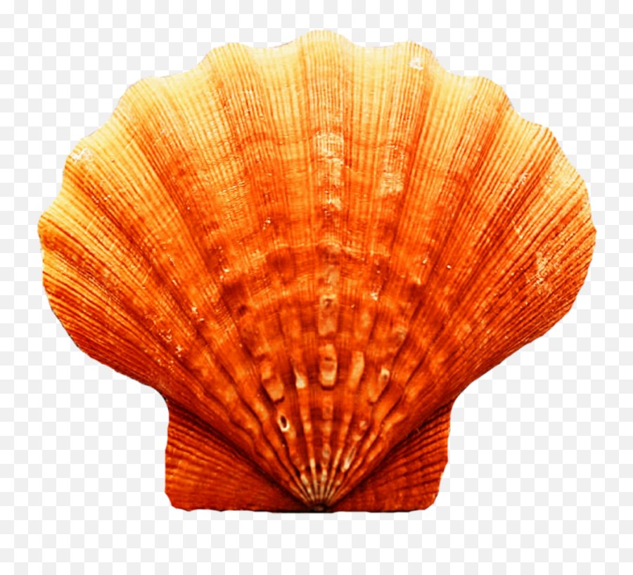 Seashell Transparent Image Png Arts - Orange Sea Shell,Sea Shell Png