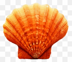 Seashell Transparent Image Png Arts - Orange Sea Shell,Sea Shell Png