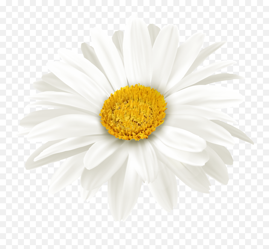 Library Of White Daisy Flower Banner Transparent Png Files