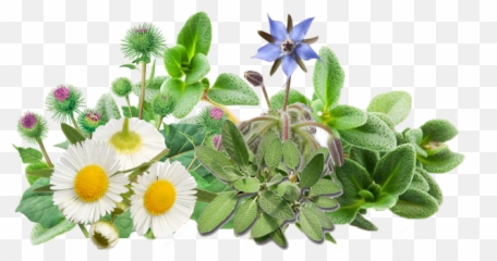 Herbal Herbs Products Desi Png