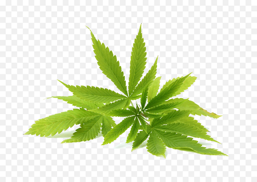 Picture - Transparent Cbd Oil Png,Weed Transparent Background