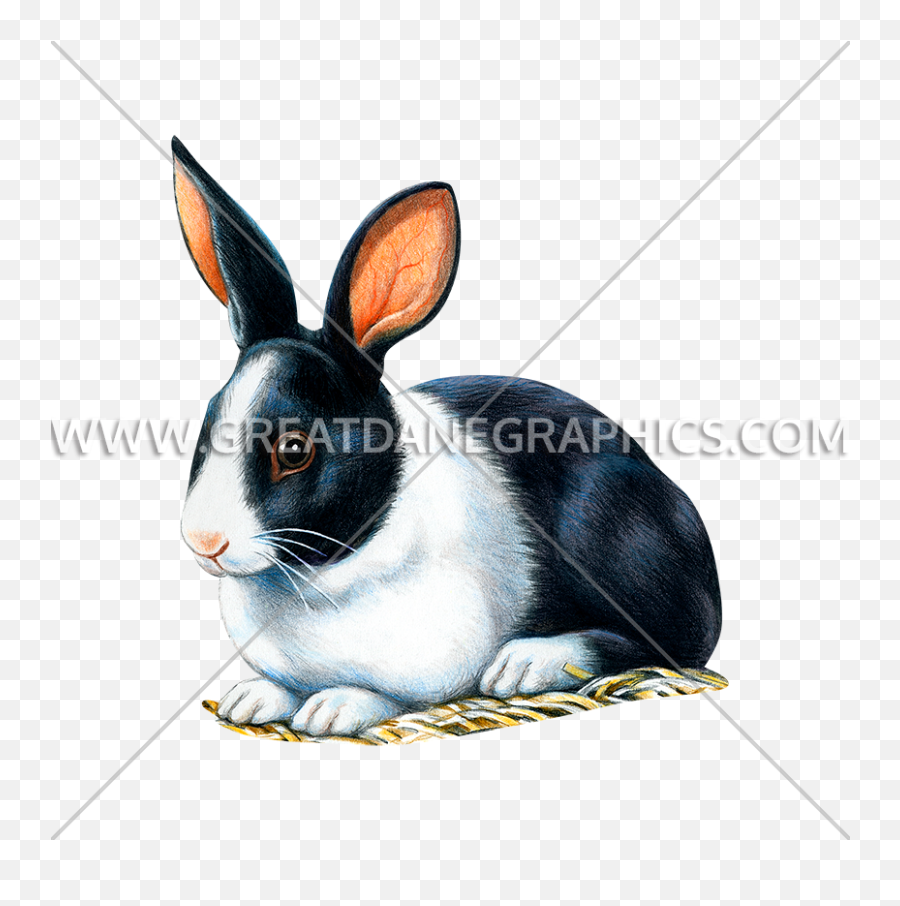 Black And White Rabbit Production Ready Artwork For T - Animation Png,White Rabbit Png