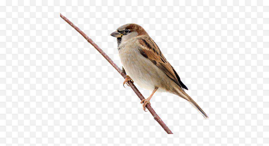 Sparrow Png Transparent Images - Sparrow Png,Sparrow Png