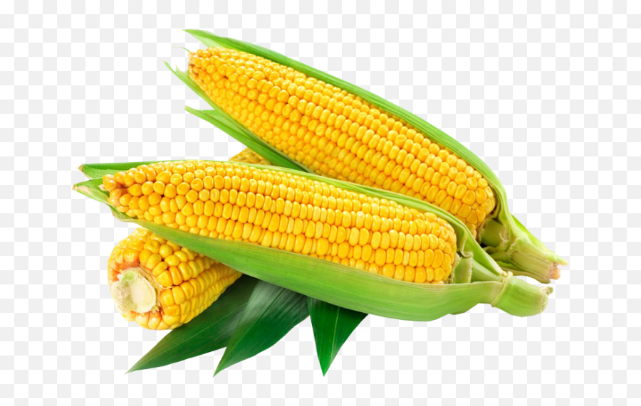 Download Hd Corn - American Sweet Corn Logo Transparent Png Corn Png,Corn Transparent