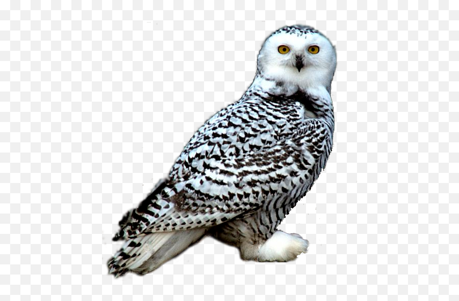 Snowy Owl Png Transparent Image - Transparent Snow Owl Png,Owl Transparent