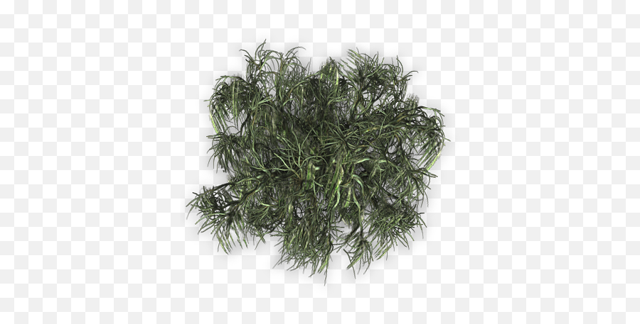 Index Of - Hornwort Png,Trees Plan Png