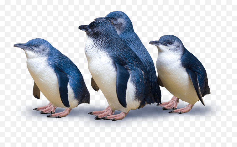 Download - Little Blue Penguin Feet Png,Penguin Png