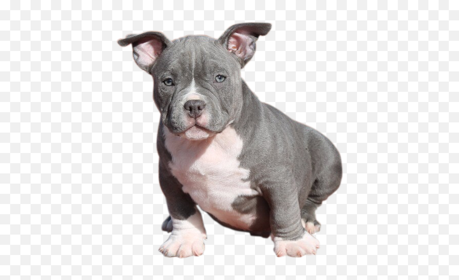 American Bully Cachorro Png - Pit Bull American Staffordshire Terrier Puppies,Cachorro Png