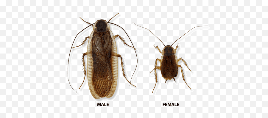 Types Of Cockroaches In Michigan Ohio - Male And Female Cockroaches Png,Cockroach Transparent
