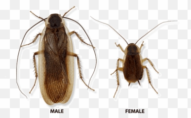 Types Of Cockroaches In Michigan Ohio - Male And Female Cockroaches Png,Cockroach Transparent