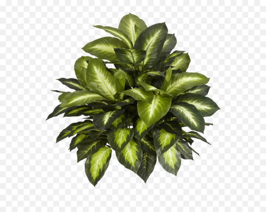 Indoor Plants Top View Png 1 Image - Decorative Plant Top View,House Plant Png