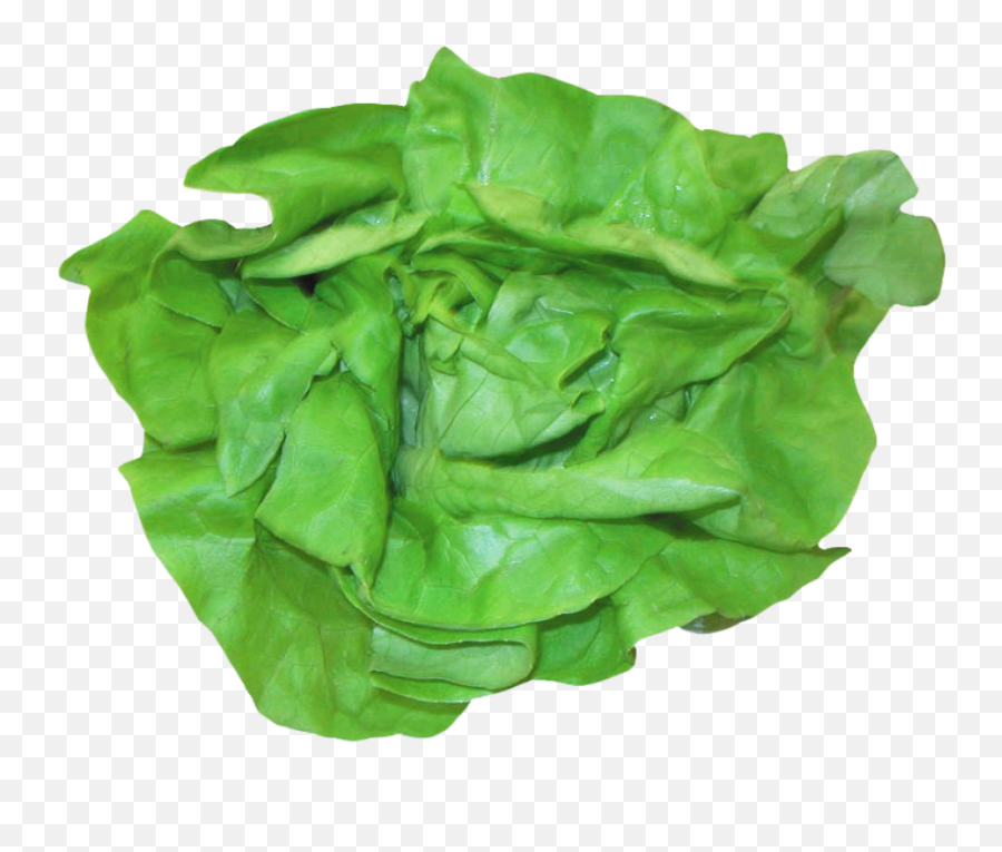 Fresh Lettuce Png Image - Purepng Free Transparent Cc0 Png Lettuce,Salad Transparent Background