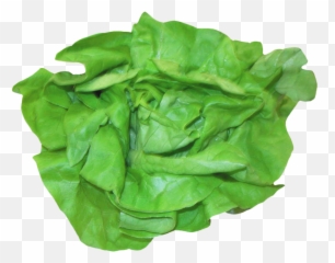 Fresh Lettuce Png Image - PurePNG Free transparent CC0