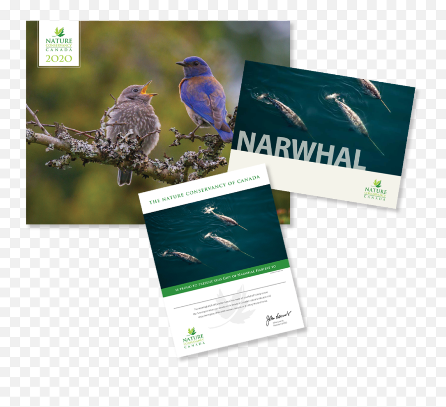 Narwhal - Flyer Png,Narwhal Png