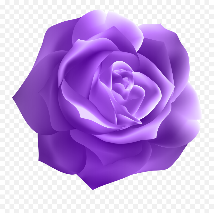 Dark Purple Roses - Dark Purple Purple Rose Png,Purple Roses Png