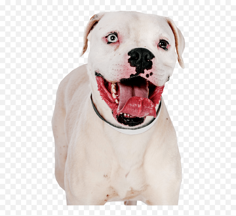 Pit Bull Terrier Image Transparent Background - Gif Pit Bull Pit Bulls With Transparent Background Png,Bull Transparent Background