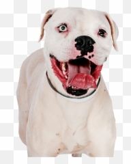 Pit Bull Terrier Image Transparent Background - Gif Bulls With png