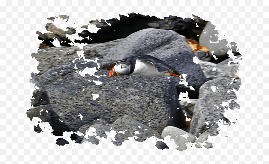 Download Puffin Watching With Elding In Reykjavik - Akureyri Atlantic Puffin Png,Puffin Png