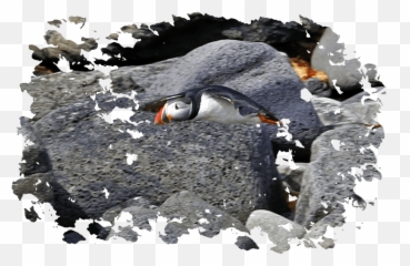 Download Puffin Watching With Elding In Reykjavik - Akureyri Atlantic Puffin Png,Puffin Png