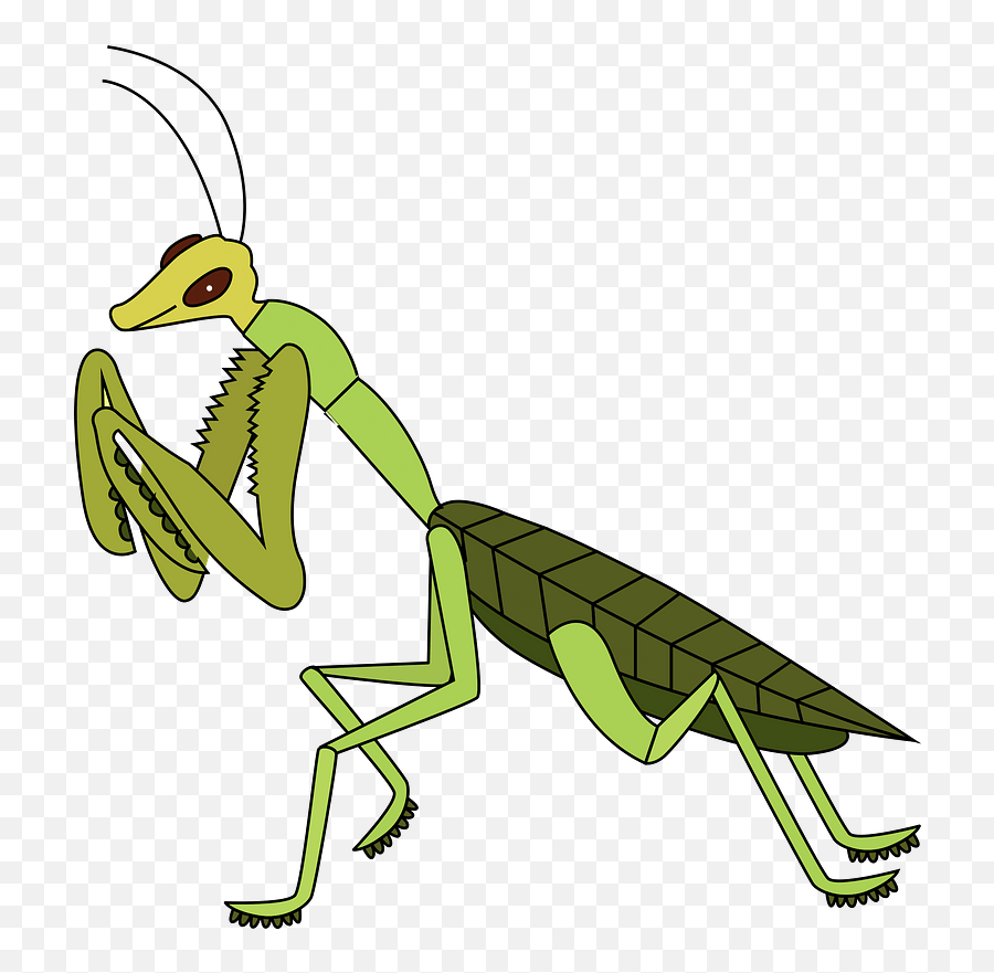 Praying Mantis Clipart Free Download Transparent Png