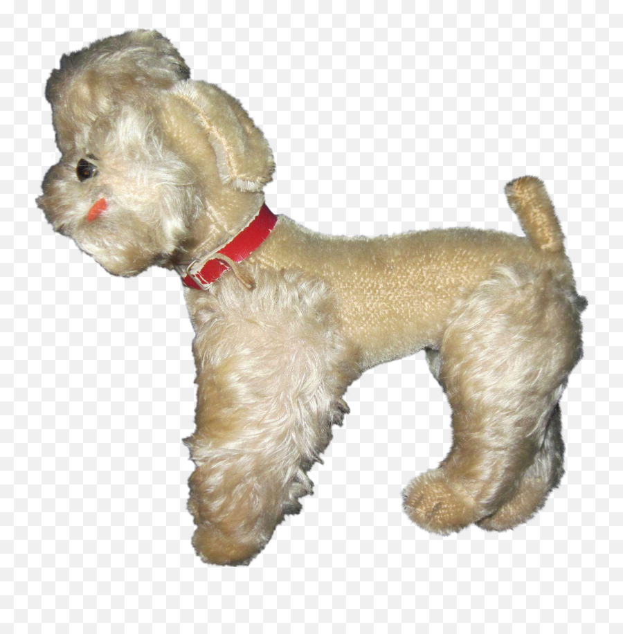 Miniature Poodle Schnoodle Shih Tzu Cockapoo - Poodle Png Shih Tzu,Poodle Png