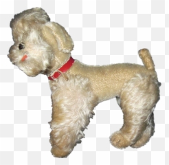 Miniature Poodle Schnoodle Shih Tzu Cockapoo - Poodle Png Shih Tzu,Poodle Png