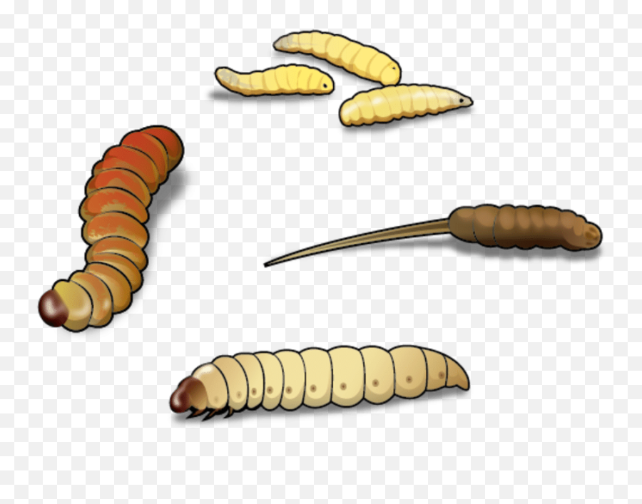 Download Four Best Worms For Ice Fishing And - Wax Worm Clip Wax Worms Ice Fishing Png,Worms Png