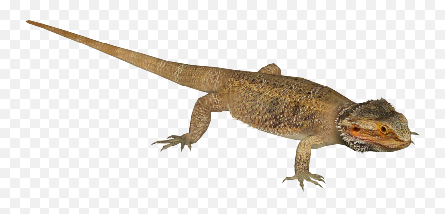 Central Bearded Dragon - Zt2 Bearded Dragon Png,Bearded Dragon Png