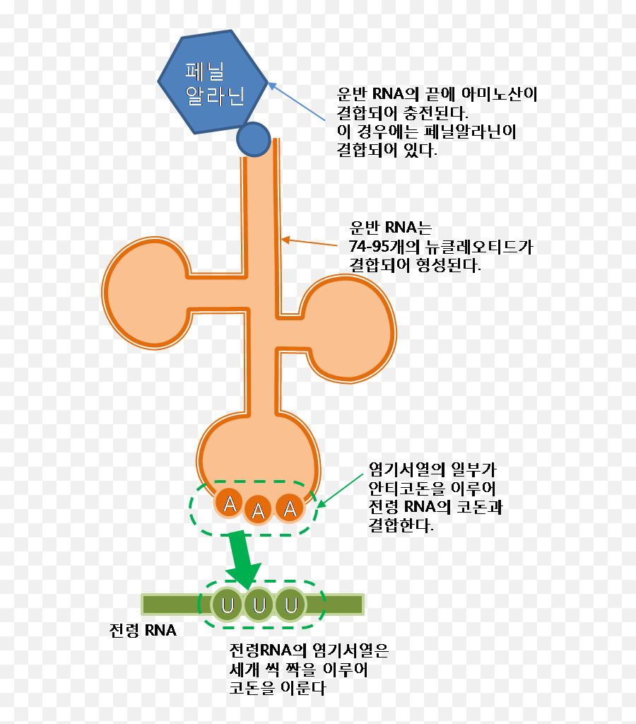 Trna Illustration Korean - Diagram Png,Korean Png