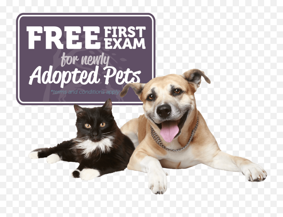 New Client Offer - Southwind Animal Hospital Happy Doggie Fathers Day Png,Pets Png