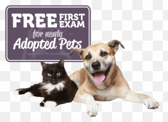 New Client Offer - Southwind Animal Hospital Happy Doggie Fathers Day Png,Pets Png