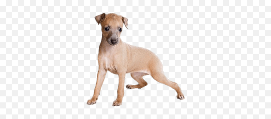 Light Brown Greyhound Puppy Transparent Png - Stickpng Italian Greyhound Puppy,Puppy Png