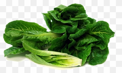 Png Romaine Lettuce Transparent Image - Green Romaine Lettuce,Romaine Lettuce Png