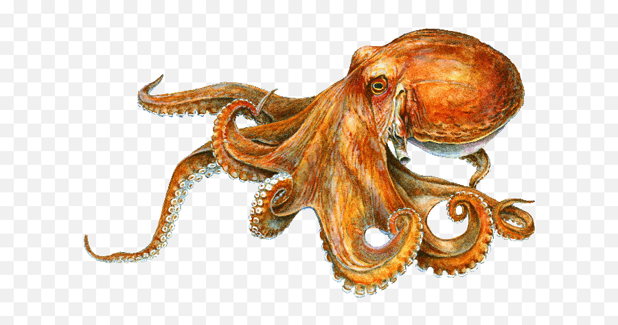 Calvert Marine Museum Md - Octopus Image With Name Png,Octopus Transparent