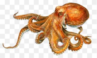 Calvert Marine Museum Md - Octopus Image With Name Png,Octopus Transparent